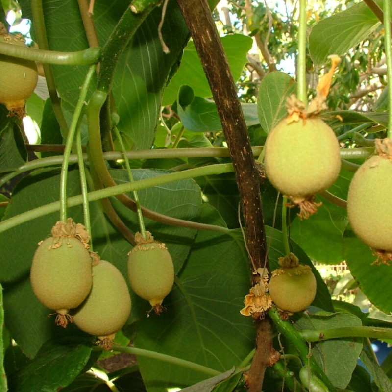 Actinidia deliciosa