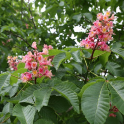 Aesculus carnea
