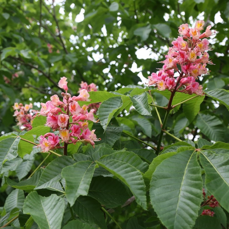 Aesculus carnea