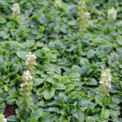 Ajuga reptans 'Alba'