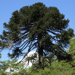 Araucaria araucana