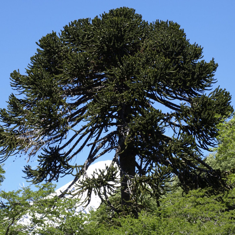 Araucaria araucana