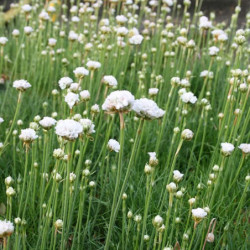 Armeria maritima 'Alba'