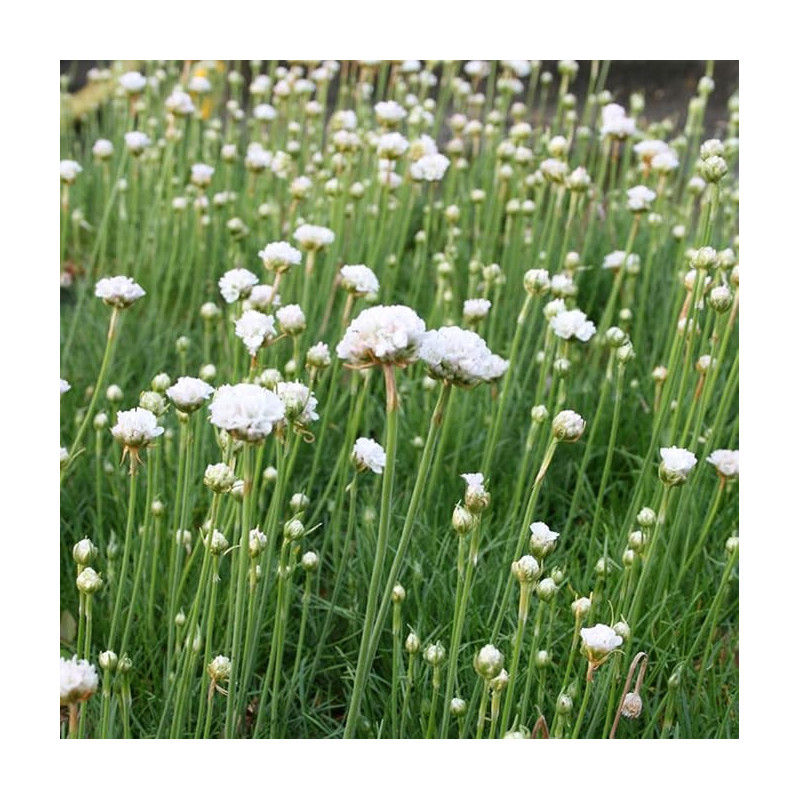 Armeria maritima 'Alba'
