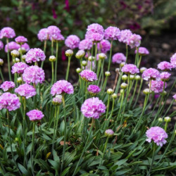 Armeria maritima 'Splendens'