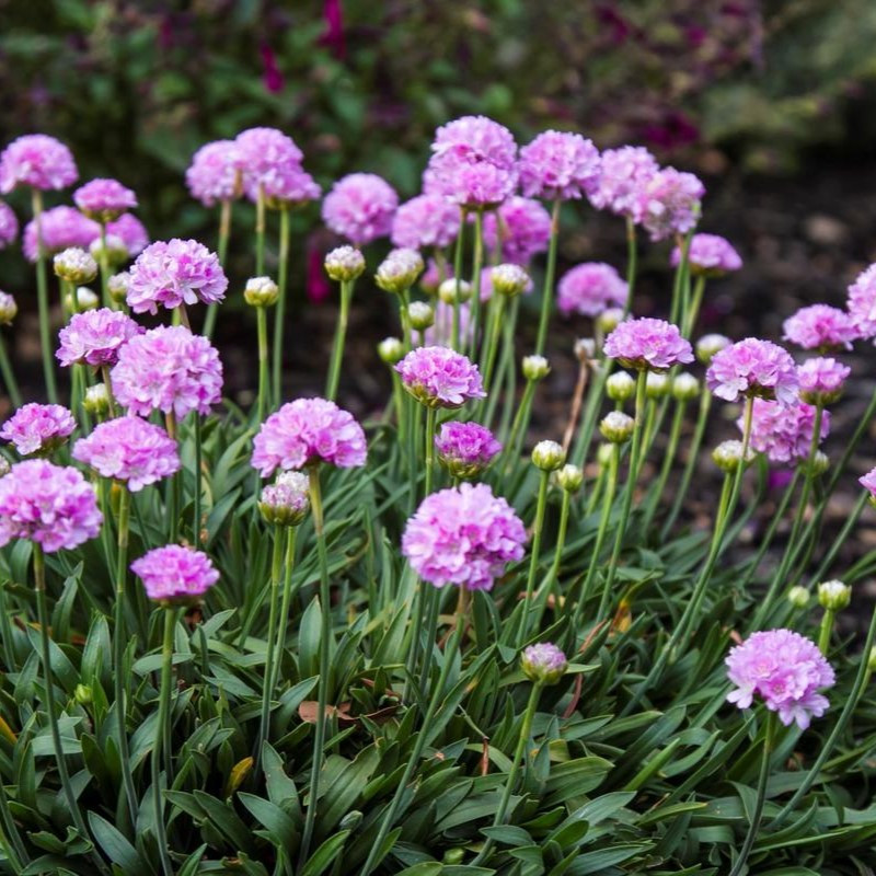 Armeria maritima 'Splendens'