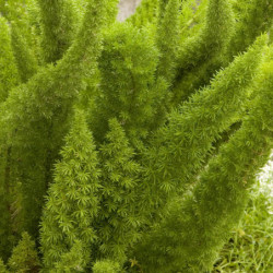 Asparagus densiflorus 'Meyersii'