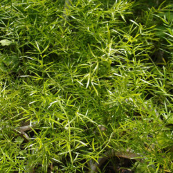 Asparagus densiflorus 'Sprengeri'