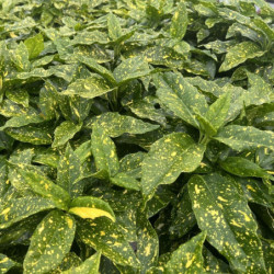Aucuba japonica 'Variegata'