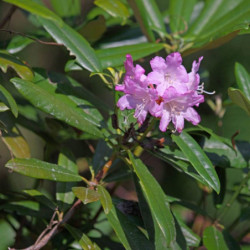 Azalea japonica
