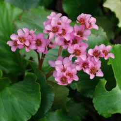 Bergenia cordifolia