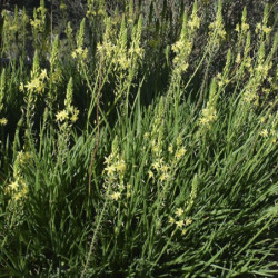 Bulbine frutescens