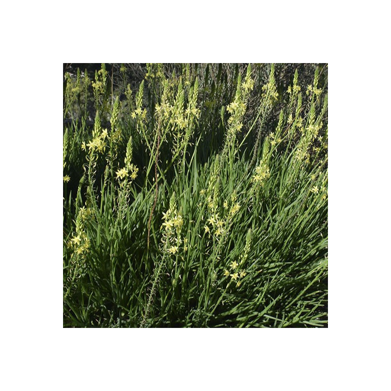 Bulbine frutescens