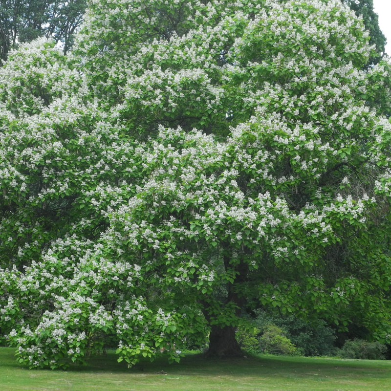 Catalpa speciosa