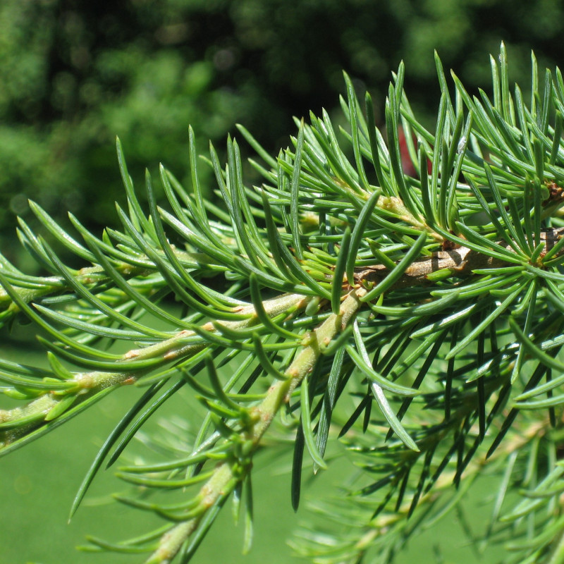 Cedrus libani