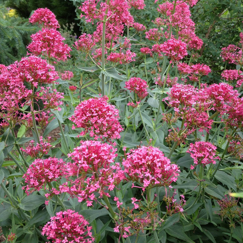 Centranthus ruber