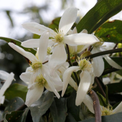 Clematis armandii