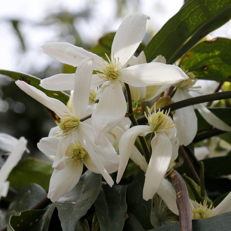 Clematis armandii