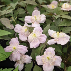 Clematis montana