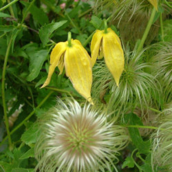 Clematis tibetana