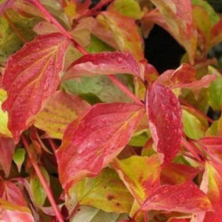 Cornus sanguinea