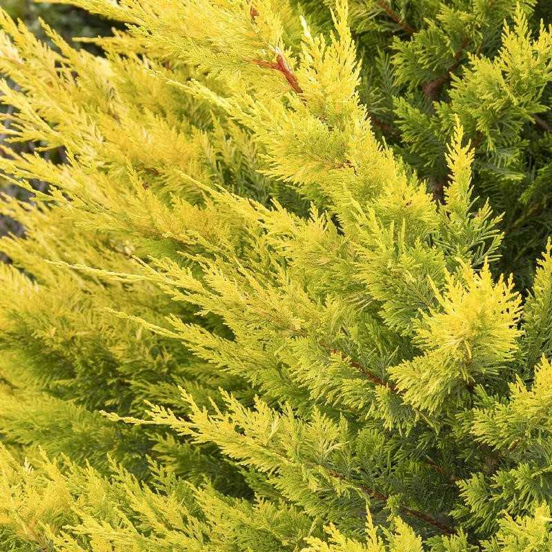 Cupressocyparis Leylandii 'Gold Rider'