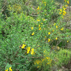 Cytisus arboreus