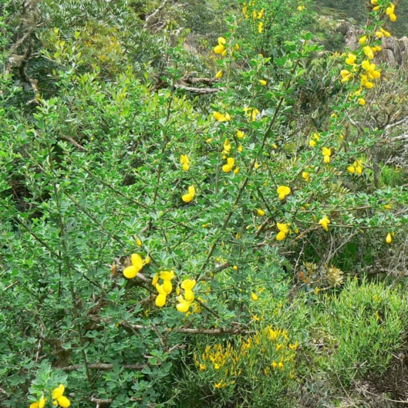 Cytisus arboreus