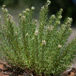 Daphne gnidium