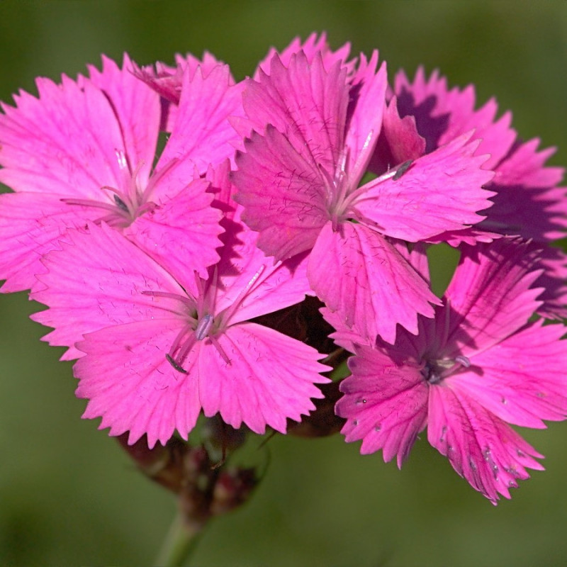 Dianthus carthusianorum