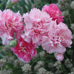 Dianthus caryophyllus