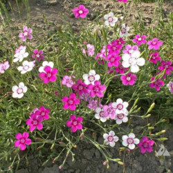 Dianthus deltoides