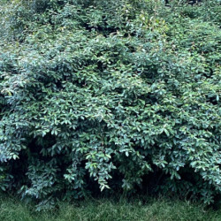 Elaeagnus pungens