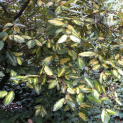 Elaeagnus pungens 'Variegata'