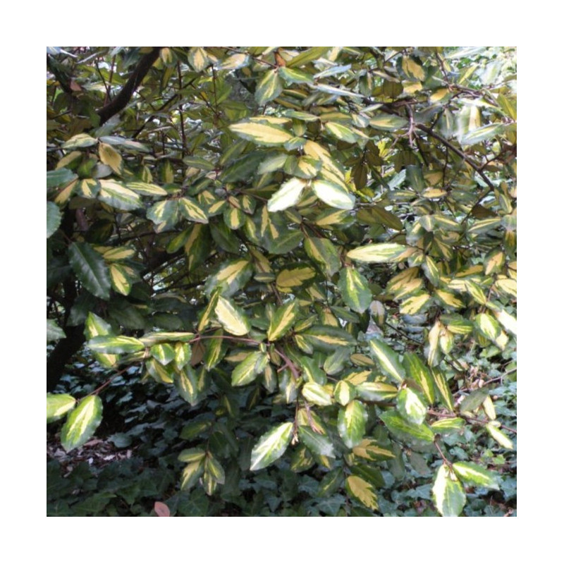 Elaeagnus pungens 'Variegata'