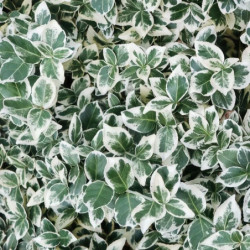 Euonymus fortunei 'Emerald Gaiety'