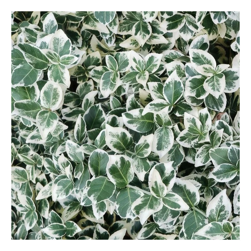 Euonymus fortunei 'Emerald Gaiety'