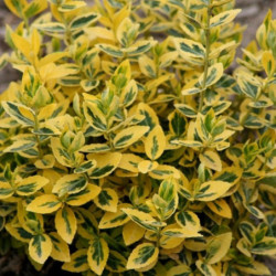 Euonymus fortunei 'Emerald Gold'