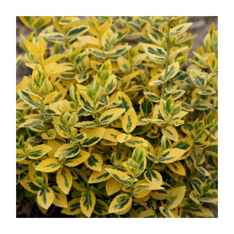 Euonymus fortunei 'Emerald Gold'