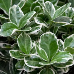 Euonymus japonicus 'White Variegated'