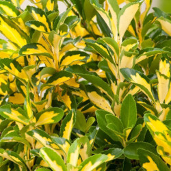 Euonymus japonicus 'Yellow Variegated'