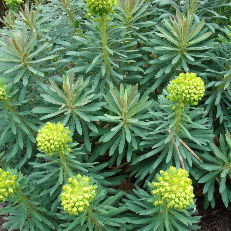 Euphorbia characias