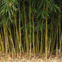 Fargesia robusta
