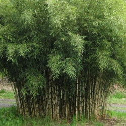 Fargesia rufa