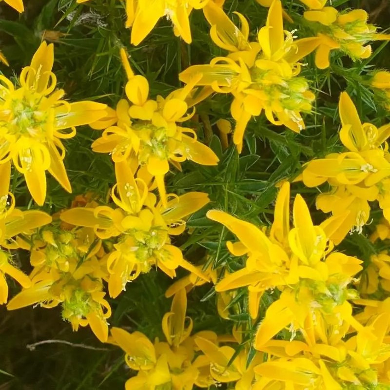 Genista hirsuta