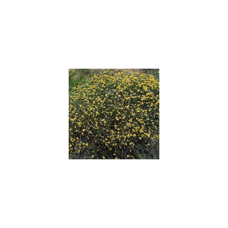 Genista umbellata