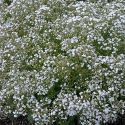 Gypsophila paniculata