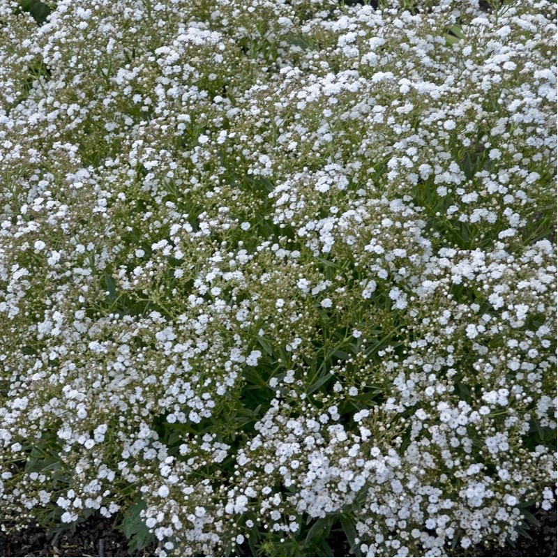 Gypsophila paniculata