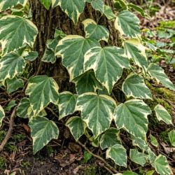 Hedera colchica 'White Variegata'