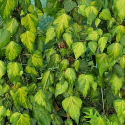 Hedera colchica 'Yellow Variegata'